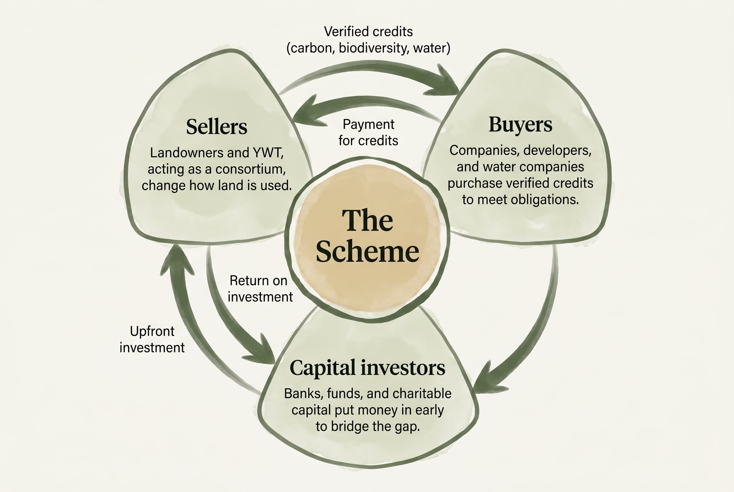 A diagram showing three groups of actors. Sellers change land use. Buyers purchase verified credits. Capital investors put money in early to bridge the timing gap. Arrows show upfront investment from capital investors to sellers, verified credits passing from sellers to buyers, payments from buyers to sellers, and returns flowing from sellers back to capital investors.